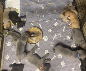 Cane Corso Litter for sale in BUTLER, PA, USA