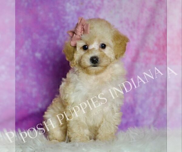 Medium Photo #66 Poodle (Miniature) Puppy For Sale in WARSAW, IN, USA