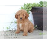 Small #3 Poodle (Miniature)