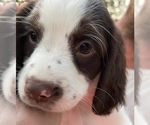 Small Photo #11 Brittany Puppy For Sale in LA GRANGE, KY, USA