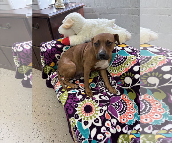 Medium Photo #2 Boxer-Unknown Mix Puppy For Sale in York, SC, USA