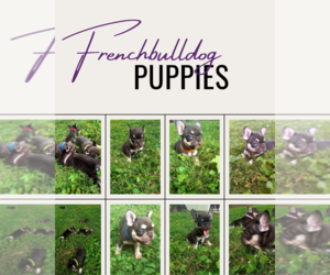 French Bulldog Puppy for sale in SPRINGFIELD, TN, USA