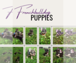Small French Bulldog