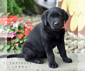 Labrador Retriever Puppy for sale in ALLENWOOD, PA, USA