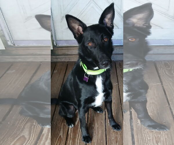 Medium Photo #4 German Shepherd Dog Puppy For Sale in Newfoundland, PA, USA