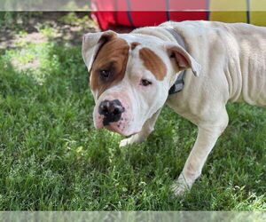 American Bulldog Dogs for adoption in Tulsa, OK, USA