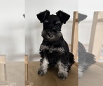 Small #6 Schnauzer (Miniature)