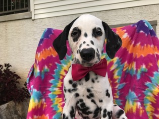 Dalmatian Puppy for sale in QUARRYVILLE, PA, USA