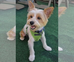 Mutt Dogs for adoption in Allentown,, PA, USA