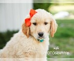 Small Photo #4 Golden Retriever Puppy For Sale in LIBERTY, KY, USA