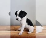 Small #4 Labrador Retriever Mix