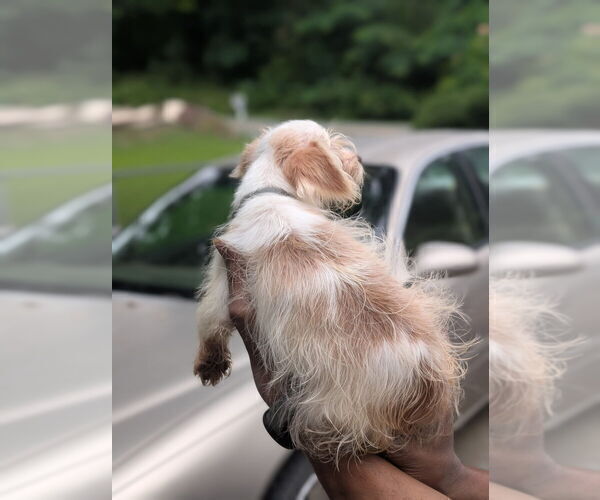 Medium Photo #6 Biewer Yorkie Puppy For Sale in WADESBORO, NC, USA