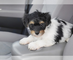 YorkiePoo Puppy for Sale in PLEASANTON, Kansas USA