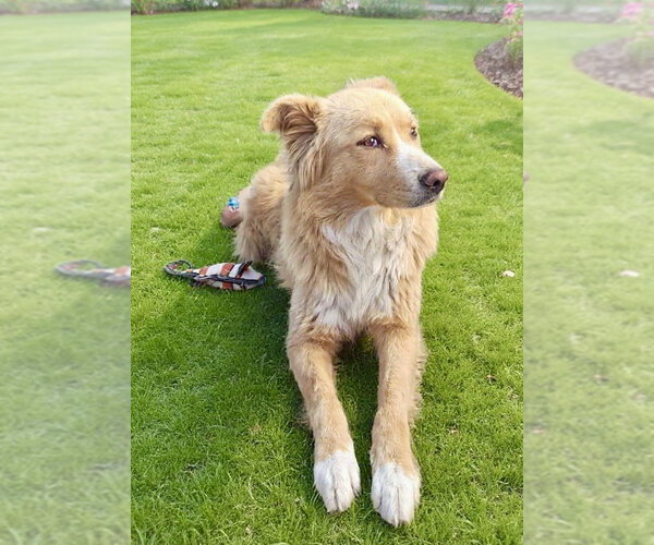Medium Photo #2 Golden Retriever-Unknown Mix Puppy For Sale in San Diego, CA, USA