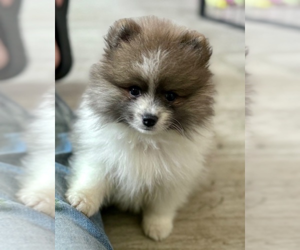 Medium Photo #10 Pomeranian Puppy For Sale in ROCK VALLEY, IA, USA