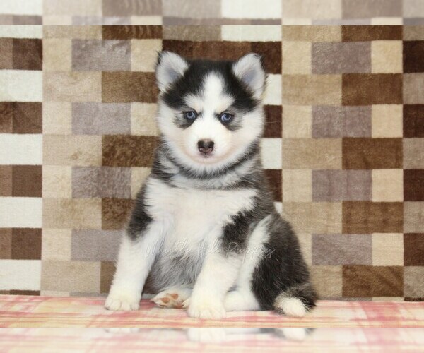 Medium Photo #1 Pomsky Puppy For Sale in DENVER, PA, USA