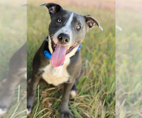 Medium Photo #3 American Staffordshire Terrier-Labrador Retriever Mix Puppy For Sale in Phoenix, AZ, USA