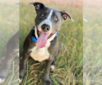 Small #2 American Staffordshire Terrier-Labrador Retriever Mix
