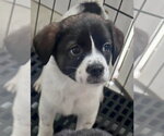 Small #4 Labrador Retriever Mix