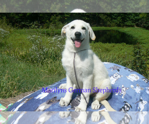 German Shepherd Dog Puppy for Sale in PIEDMONT, Missouri USA