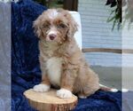 Dakota - Female Bernedoodle (Miniature) Puppy for Sale - Photo #3