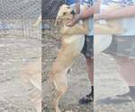 Small Photo #3 Labrador Retriever-Unknown Mix Puppy For Sale in Alexander, AR, USA