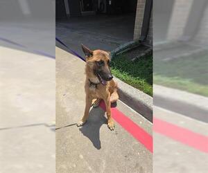 German Shepherd Dog-Unknown Mix Dogs for adoption in Houston, TX, USA