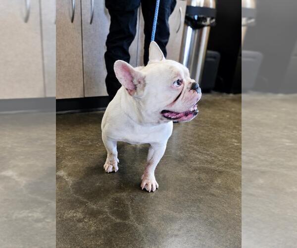 Medium Photo #2 French Bulldog-Unknown Mix Puppy For Sale in Rockwall, TX, USA
