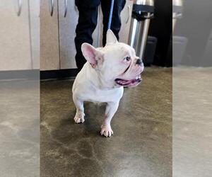 Found stray: Thor - Male French Bulldog-Unknown Mix Dog for Adoption - Photo #2