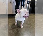 Small Photo #2 French Bulldog-Unknown Mix Puppy For Sale in Rockwall, TX, USA