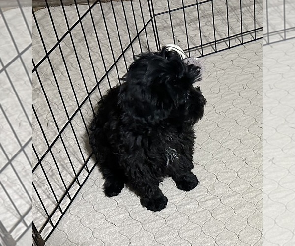 Medium Photo #6 ShihPoo Puppy For Sale in GLOUCESTER, VA, USA