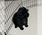 Small #5 ShihPoo