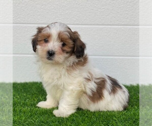 Medium Photo #1 ShihPoo Puppy For Sale in MIDDLESEX, NY, USA