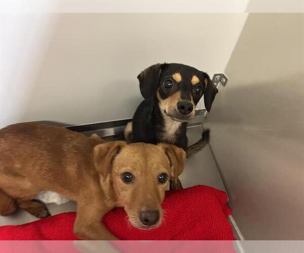 Medium Photo #1 Chihuahua Puppy For Sale in Modesto, CA, USA