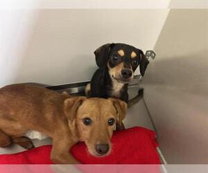 Chihuahua Dogs for adoption in Modesto, CA, USA