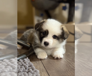 Pembroke Welsh Corgi Litter for sale in REDKEY, IN, USA