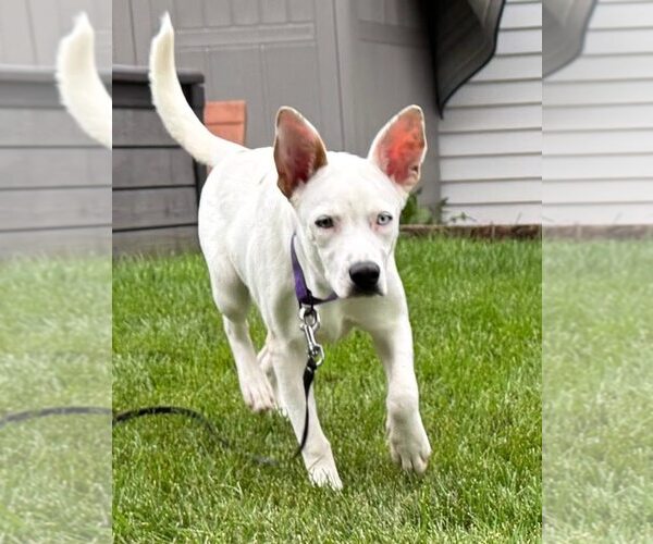 Medium Photo #1 Collie-Unknown Mix Puppy For Sale in New London, WI, USA