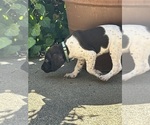 Small #1 German Shorthaired Pointer