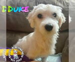 Small #2 Maltese