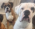 Small Photo #1 Boxer Puppy For Sale in NEWBERG, OR, USA