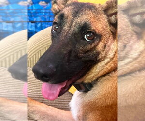 German Shepherd Dog-Unknown Mix Dogs for adoption in Lake Forest, CA, USA