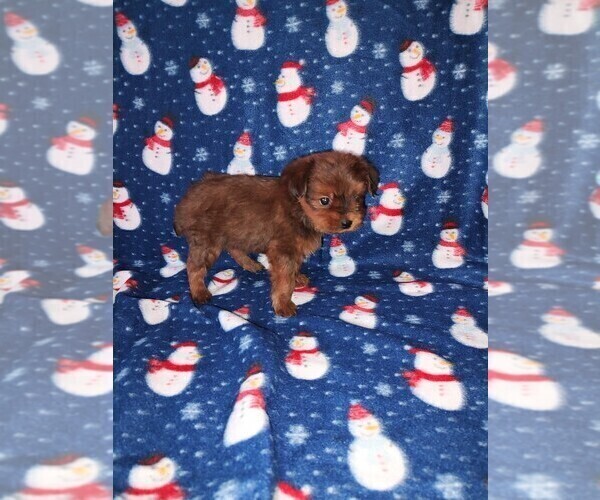 Medium Photo #41 YorkiePoo Puppy For Sale in LAPEER, MI, USA