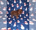 Small Photo #41 YorkiePoo Puppy For Sale in LAPEER, MI, USA