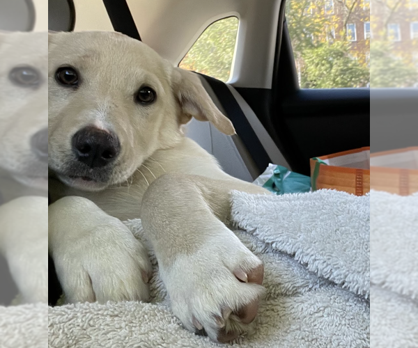 Medium Photo #3 Labrador Retriever-Unknown Mix Puppy For Sale in Brooklyn, NY, USA