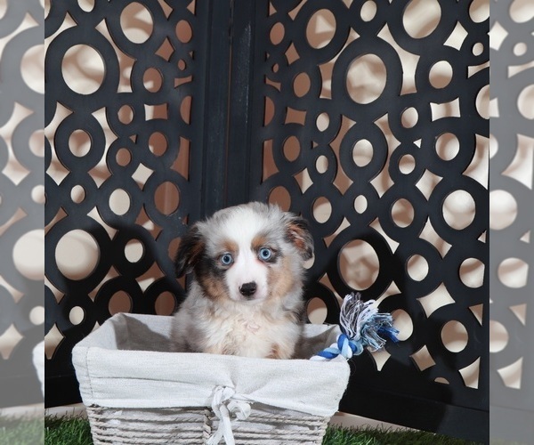 Medium Photo #2 Miniature Australian Shepherd Puppy For Sale in MOUNT VERNON, OH, USA