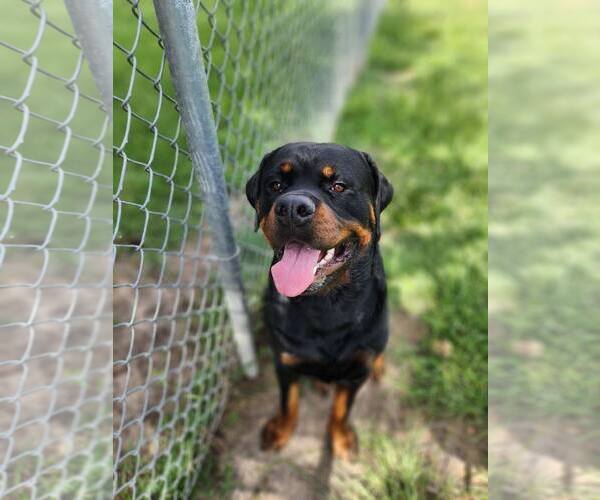 Medium Photo #4 Rottweiler Puppy For Sale in White Hall, AR, USA