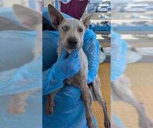 Australian Cattle Dog Dogs for adoption in Bakersfield, CA, USA