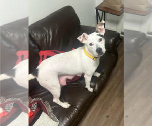 American Staffordshire Terrier-Unknown Mix Dogs for adoption in Holly Springs, NC, USA