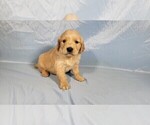 Small #6 Golden Retriever