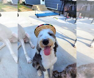 Mutt Dogs for adoption in Bullard, TX, USA